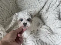 Diamond , a female Yorkshire Terrier for sale in Houston, TX – 1 of 10