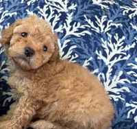 Hanna , a female Poodle - Toy  for sale in Houston, TX – 6 of 10