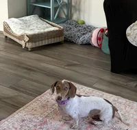 AKC Cinnamon , a female Miniature Dachshund for sale in Houston, TX – 6 of 10