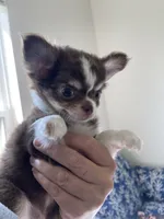 AKC Windsor , a male Chihuahua for sale in Houston, TX – 3 of 10