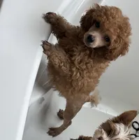 Sebastian , a male Poodle - Toy  for sale in Houston, TX – 5 of 9