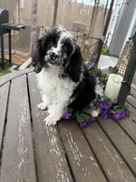 Merle , a male Poodle - Toy  for sale in Houston, TX – Photo 6 of 8