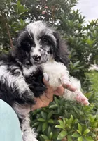 Merle , a male Poodle - Toy  for sale in Houston, TX – Photo 5 of 8