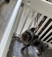 Merle , a female Yorkshire Terrier for sale in Houston, TX – 9 of 10