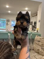 Evermore , a male Yorkshire Terrier for sale in Houston, TX – 4 of 8
