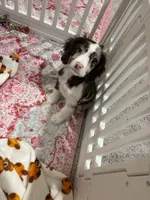 Blue, a female Cavapoo for sale in Houston, TX – Photo 5 of 7