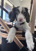 Blue, a female Cavapoo for sale in Houston, TX – Photo 4 of 7