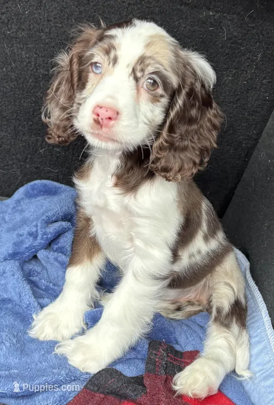 Blue – Cavapoo puppy for sale in Houston, TX