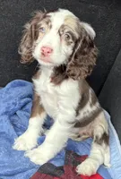 Blue, a female Cavapoo for sale in Houston, TX – Photo 1 of 7