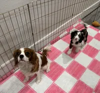 Blue, a female Cavapoo for sale in Houston, TX – Photo 7 of 7