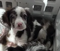 Blue, a female Cavapoo for sale in Houston, TX – Photo 3 of 7