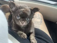 AKC Apple head, a male Chihuahua for sale in Houston, TX – 3 of 10
