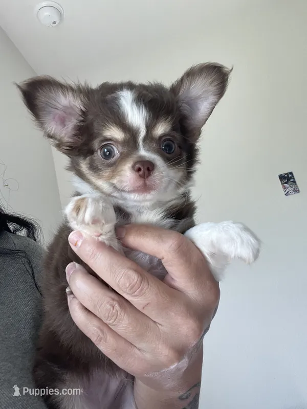 AKC Windsor  – Chihuahua puppy for sale in Houston, TX