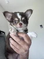AKC Windsor , a male Chihuahua for sale in Houston, TX – 1 of 10