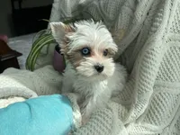 Blue Eye Merle, a female Yorkshire Terrier for sale in Houston, TX – 1 of 10