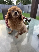 Red, a male Poodle - Toy  for sale in Houston, TX – 4 of 10