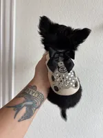 AKC Applehead, a male Chihuahua for sale in Houston, TX – 10 of 10