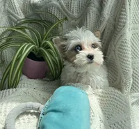 Blue Eyed Diamond , a female Yorkshire Terrier for sale in Houston, TX – 2 of 6