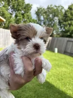 Denali, a male Yorkshire Terrier for sale in Houston, TX – 8 of 10