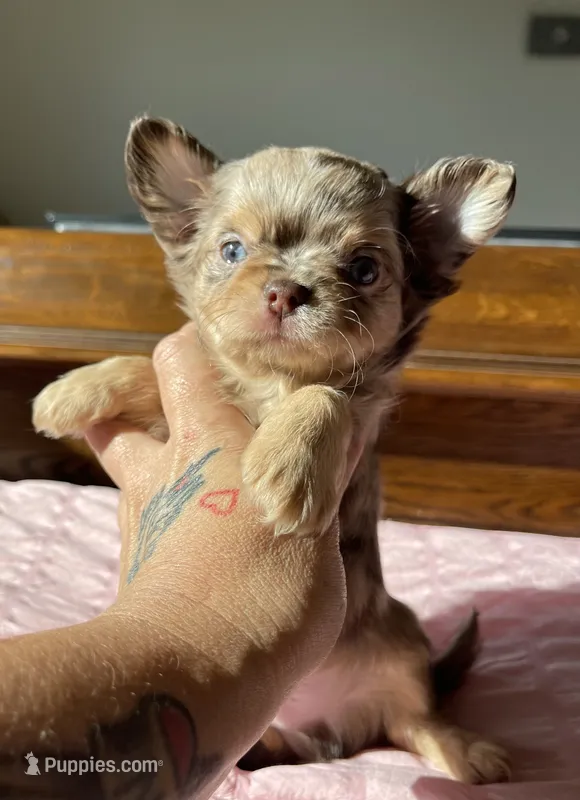 AKC DREAM  – Chihuahua puppy for sale in Houston, TX