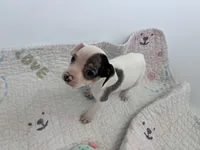 Ari , a female Chihuahua for sale in Houston, TX – Photo 4 of 9