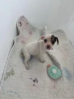 Ari , a female Chihuahua for sale in Houston, TX – Photo 6 of 9