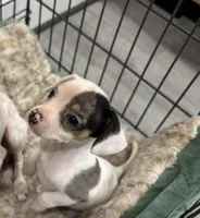 Ari , a female Chihuahua for sale in Houston, TX – Photo 2 of 9