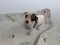 Ari , a female Chihuahua for sale in Houston, TX – Photo 5 of 9