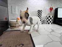 Ari , a female Chihuahua for sale in Houston, TX – Photo 9 of 9