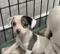 Ari , a female Chihuahua for sale in Houston, TX – Photo 1 of 9