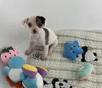 Ari , a female Chihuahua for sale in Houston, TX – Photo 7 of 9