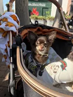 AKC Manolo , a male Chihuahua for sale in Houston, TX – 7 of 10