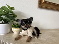 AKC Applehead, a male Chihuahua for sale in Houston, TX – 9 of 10