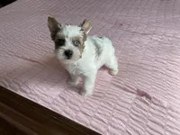 Blue eyes , a female Yorkshire Terrier for sale in Houston, TX – 4 of 10