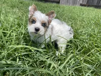 Hattie , a female Yorkshire Terrier for sale in Houston, TX – 2 of 7