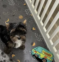 AKC Boston , a male Yorkshire Terrier for sale in Houston, TX – 3 of 10
