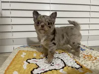 AKC Biscuit , a male Chihuahua for sale in Houston, TX – 1 of 9