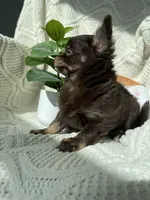 AKC Pecan , a male Chihuahua for sale in Houston, TX – 8 of 10