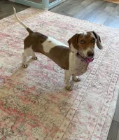 AKC Cinnamon , a female Miniature Dachshund for sale in Houston, TX – 8 of 10