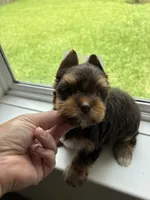 CKC Truffles, a male Yorkshire Terrier for sale in Houston, TX – 7 of 10
