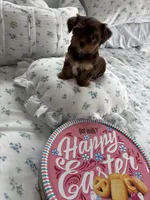 AKC Fudge , a female Yorkshire Terrier for sale in Houston, TX – Photo 5 of 6