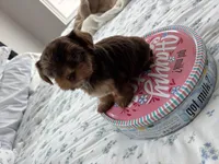 AKC Fudge , a female Yorkshire Terrier for sale in Houston, TX – Photo 4 of 6