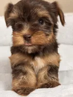 Fudge , a female Yorkshire Terrier for sale in Houston, TX – Photo 2 of 2