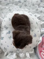 AKC Fudge , a female Yorkshire Terrier for sale in Houston, TX – Photo 6 of 6