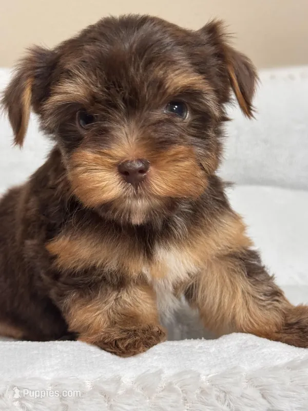 Fudge  – Yorkshire Terrier puppy for sale in Houston, TX