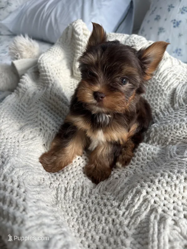 AKC Fudge  – Yorkshire Terrier puppy for sale in Houston, TX