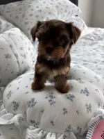 AKC Fudge , a female Yorkshire Terrier for sale in Houston, TX – Photo 2 of 6