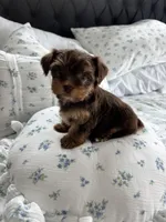 AKC Fudge , a female Yorkshire Terrier for sale in Houston, TX – Photo 3 of 6