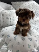 AKC Fudge , a female Yorkshire Terrier for sale in Houston, TX – Photo 1 of 6