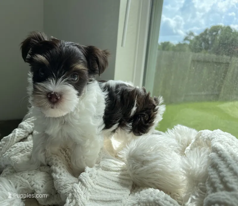 AKC Whimsy  – Yorkshire Terrier puppy for sale in Houston, TX